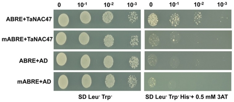 FIGURE 4