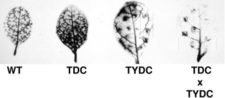 Figure 4.