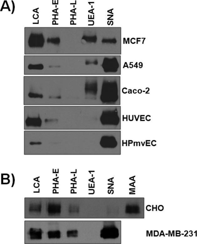 FIGURE 7: