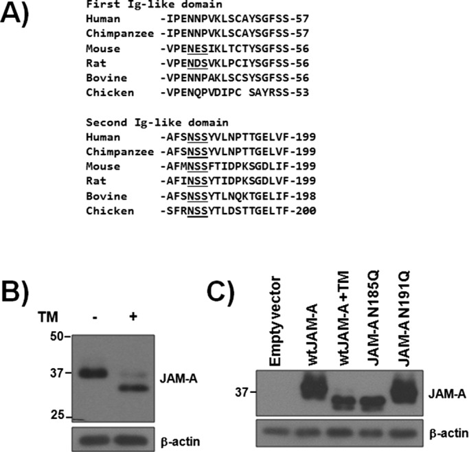 FIGURE 1: