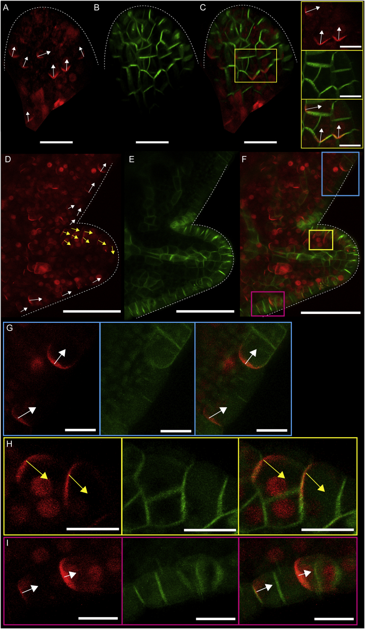 Figure 4