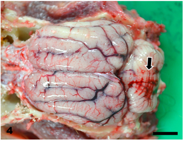 Fig. 4.