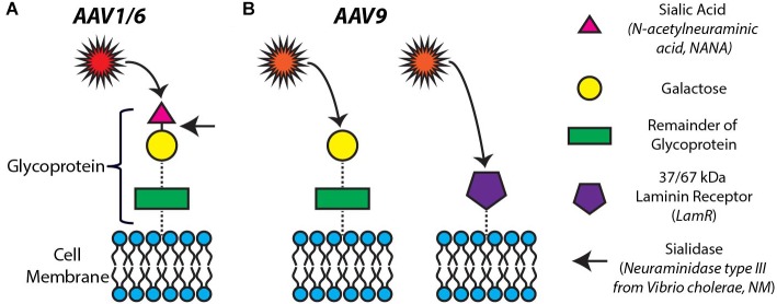 FIGURE 3