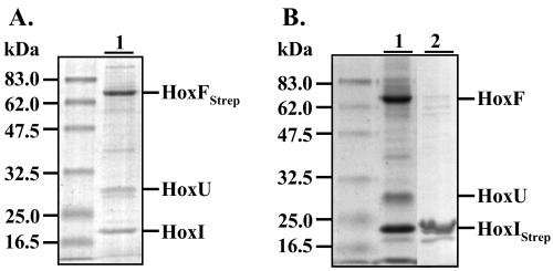 FIG. 7.