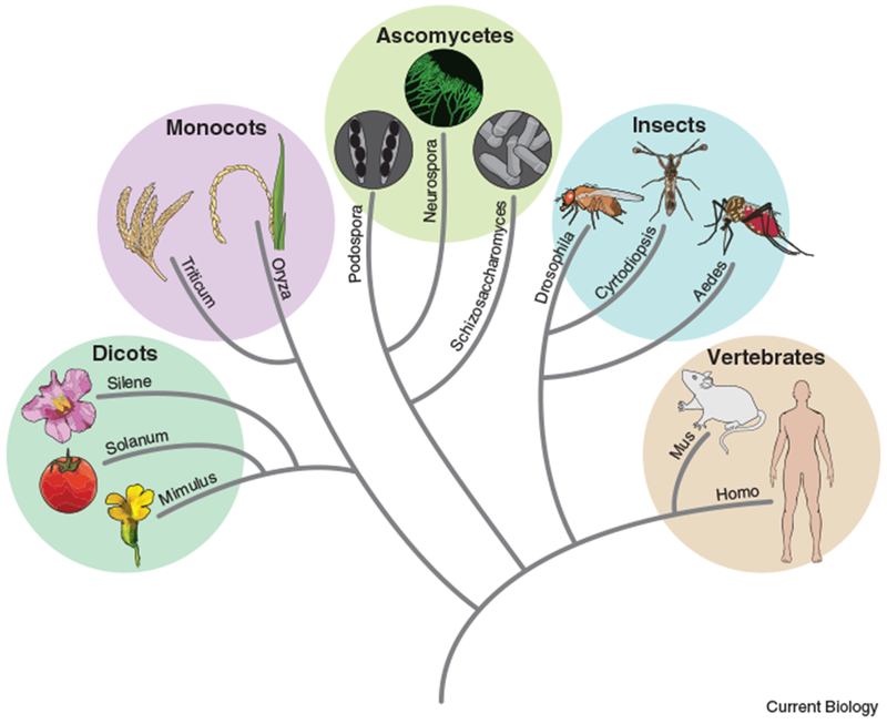 Figure 1: