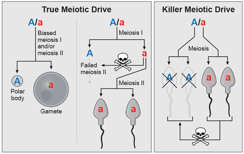 Figure 2: