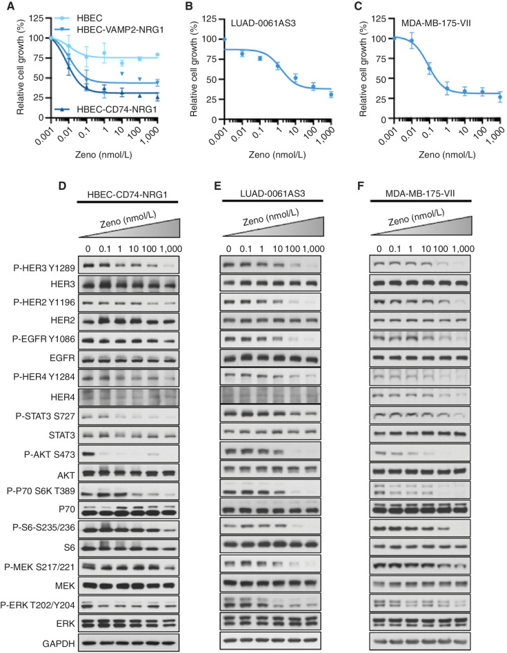 Figure 1. Zeno inhibits growth and blocks signal transduction in cell lines with NRG1 fusions. A–C, Cells were treated with the indicated concentrations of Zeno for 96 hours and then growth was determined using AlamarBlue viability dye. Values are expressed relative to the vehicle-treated control (100%). Data were analyzed by nonlinear regression to determine IC50 for inhibition of growth (see Supplementary Fig. S2A for IC50 values). Results represent the mean ± SD of three replicate determinations in one experiment. D–F, For Western blot analyses, cells were deprived of serum for 24 hours and then treated with the indicated concentrations of Zeno for 1.5 hours prior to preparation of whole-cell extracts and immunoblotting. Representative immunoblots are shown with GAPDH expression used as a western blotting loading control. At least two independent experiments were conducted.