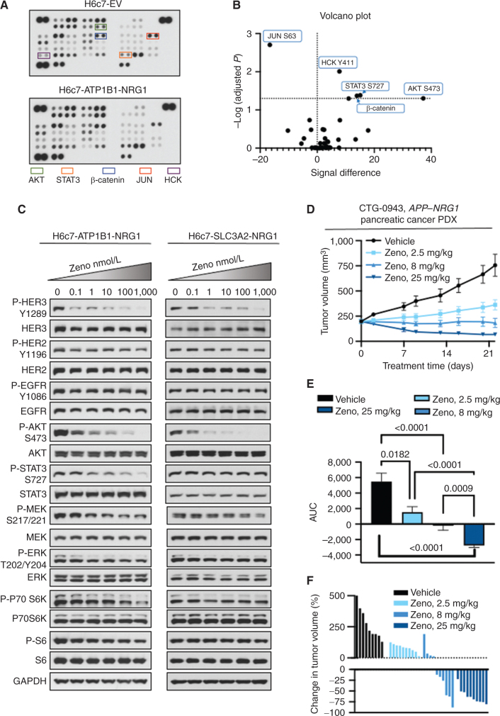 Figure 2. Zeno is effective in preclinical pancreatic cancer models. NRG1 fusion cDNAs were expressed in the immortalized pancreatic ductal epithelial cell line H6c7. A, Phosphokinase array showing kinases activated in H6c7 cells expressing an empty vector (EV) or ATP1B1–NRG1 fusion. B, The arrays in A were quantitated by densitometry and a volcano plot of phosphorylation, and P value data are shown. Data above the horizontal dashed line represent a significantly different level of phosphorylation. Increased phosphorylation is shown to the right of the vertical dashed line, decreased phosphorylation to the left. C, H6c7–ATP1B1–NRG1 and H6c7–SLC3A2–NRG1 cells were serum starved for 24 hours and then treated with Zeno for 1.5 hours. Whole-cell extracts were then prepared and subjected to western blotting. Representative immunoblots are shown with GAPDH expression used as a western blotting loading control. At least two independent experiments were conducted. D–F, A pancreatic adenocarcinoma PDX model (CTG-0943) was treated with the indicated dose of Zeno weekly. There were 10 animals per group. Tumor volume over time is shown in D. AUC analysis of tumor volumes is shown in E. ****, P < 0.0001. There was no statistically significant difference between the Zeno-treated groups. The percent change in the volume of individual tumors is shown in F.