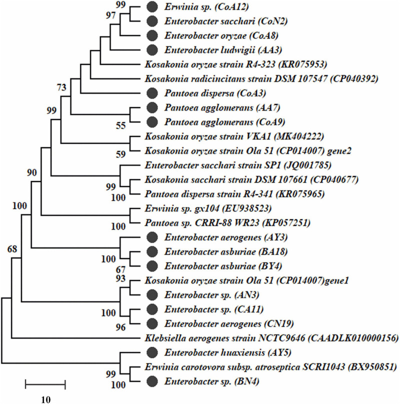 Diazotrophic Bacteria Pantoea Dispersa And Enterobacter Asburiae Promote Sugarcane Growth By