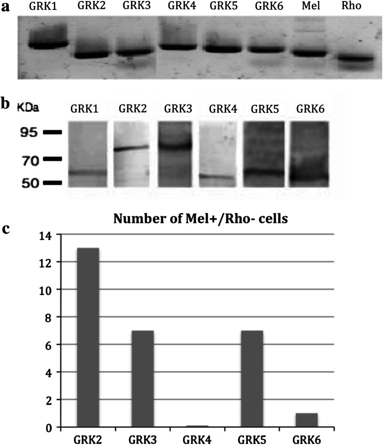 Fig. 7