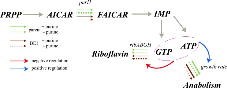 FIG 5 