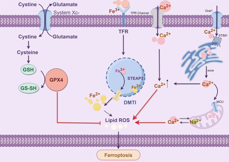 Figure 5