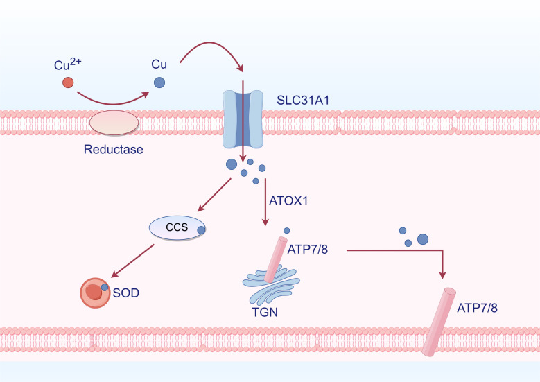 Figure 4