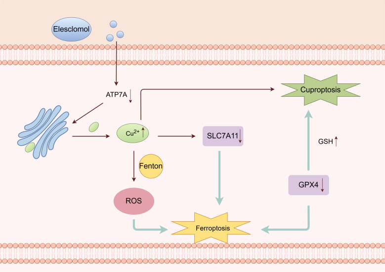 Figure 6