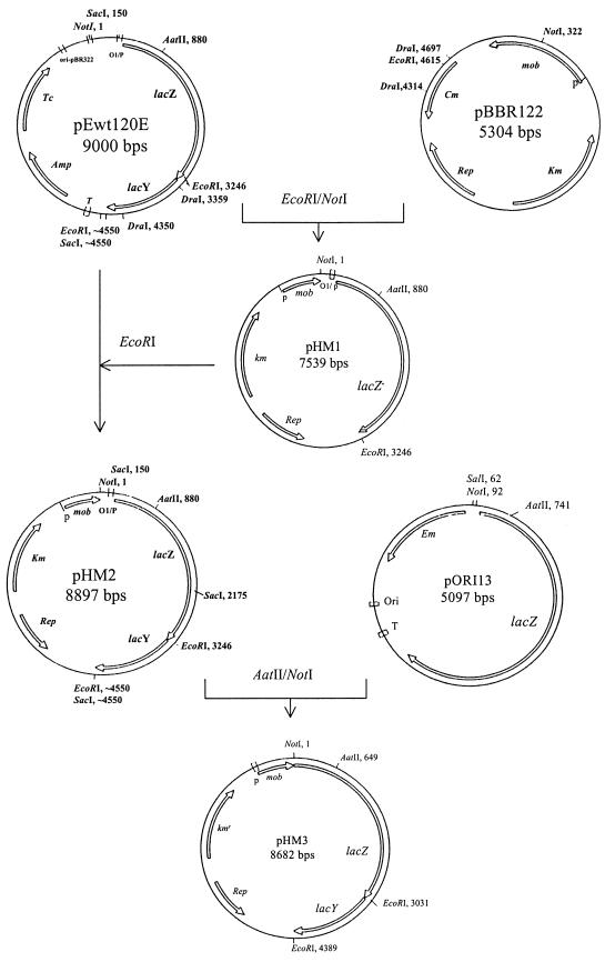 FIG. 1.