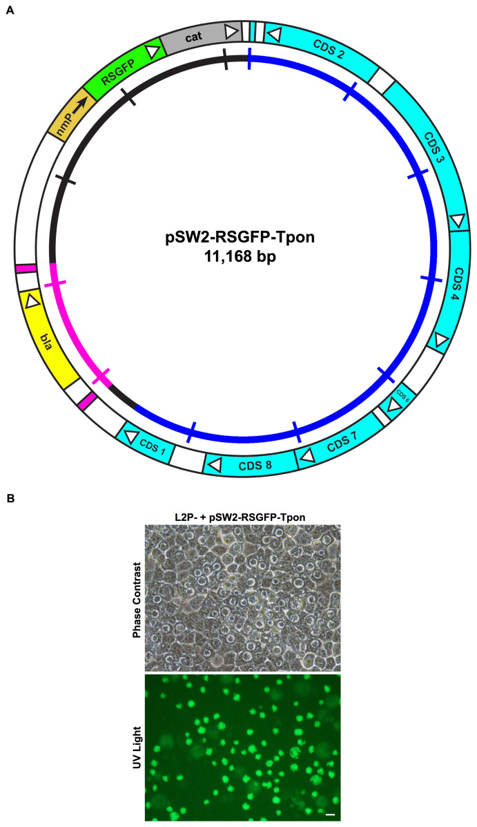 Figure 7. 