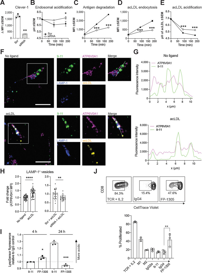 Figure 2. Clever-1 regulates the acidification and degradation of endocytosed antigens. A, Clever-1 knockdown efficiency in KG-1 macrophages quantified by flow cytometry with 9-11; N = 3, Student's paired two-tailed t test. B–E, Total endo-lysosomal acidification (B), antigen degradation (C), acLDL endocytosis (D), and acLDL acidification (E) kinetics in KG-1 macrophages transfected with scramble (Scr) or Clever-1 siRNA; N = 3, two-way ANOVA with Sidak's multiple comparisons test. F, Confocal microscopy images of Clever-1 (green), ATP6V0A1 (magenta), and LAMP-1 (blue) localization in KG-1 macrophages treated with or without 10 μg/mL acLDL (yellow) for 3 hours. Scale bar, 10 μm. G, Clever-1 (green) and ATP6V0A1 (magenta) intensity profiles generated from the KG-1 macrophage confocal images. Intensities were obtained across the white lines displayed in the corresponding merged images. H, ATP6V0A1 mean fluorescence intensity (MFI) in LAMP-1+ lysosomes of non-transfected KG-1 macrophages treated with or without 10 μg/mL acLDL (n > 35 cells from three independent experiments) and scramble (Scr) or Clever-1 siRNA-transfected KG-1 macrophages treated with 10 μg/mL acLDL (n = 20 cells). MFI normalized to each experiment's no-ligand or Scr-mean. Student's unpaired two-tailed t test. I, M2-polarized primary human macrophages (N = 3) were treated with 50 μg/mL of 9-11 or FP-1305 for the indicated timepoints. Changes in endosomal pH were measured by LysoSensor Green fluorescence intensity relative to cells treated with control IgGs; Student's unpaired two-tailed t test. J, Representative flow cytometry plots and quantification of CD8+ T-cell proliferation in mixed leukocyte reactions with M2-polarized primary human macrophages treated with 9-11 or FP-1305 or their respective isotype controls in comparison to TCR (anti-CD3/CD28) activation or M1 polarization. Each dot represents one healthy donor; one-way ANOVA with Holm–Sidak multiple comparison test. *, P < 0.05; **, P < 0.01; ***, P < 0.001; ****, P < 0.0001.