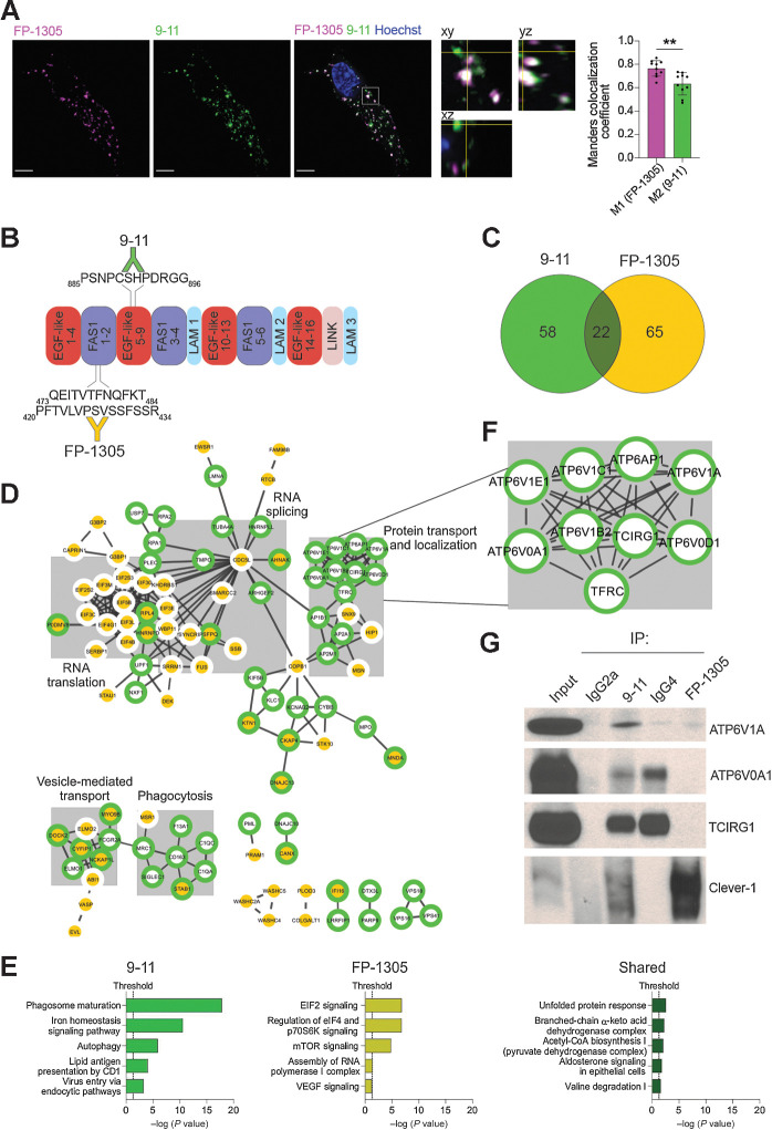 Figure 1. Clever-1 harbors an interaction motif for the multiprotein vacuolar ATPase complex. A, Representative confocal images of FP-1305 and 9-11 internalization into primary human macrophages after 2-hour antibody treatment (N = 2 healthy donors). A single focal plane and orthogonal view of the indicated magnified area shows vesicles containing either one or both of the antibodies. Colocalization was assessed with Manders colocalization coefficients M1 (FP-1305) and M2 (9-11); N = 10 cells from two independent experiments with the same donor. Scale bar, 5 μm. Statistical comparison of co-localization was conducted using Wilcoxon matched-pairs signed rank test. B, Schematic of the main 9-11 and FP-1305 antibody epitopes mapped on the human Clever-1 protein primary structure. FAS1, fasciclin domain; LAM, laminin-type EGF-like domain; LINK, C-type lectin-like hyaluronan-binding LINK module. C, Venn diagram showing the number of 9-11– and FP-1305–specific proteins and proteins shared by both antibodies in the CRAPome-pruned Clever-1 interactome. D, High-confidence protein–protein interactions in the Clever-1 interactome retrieved from the STRING database and mapped using Cytoscape. Proteins present in the 9-11 interactome have a green border and proteins present in the FP-1305 interactome a yellow center. The five largest clusters are highlighted with grey boxes and titled after common themes in their significantly enriched GO Biological Process terms. E, Significantly enriched pathways from IPA performed separately on 9-11–specific, FP-1305–specific, and shared proteins. F, Magnification of the Clever-1 interactome showing subunits of the v-ATPase complex, which immunoprecipitated specifically with 9-11. G, Coimmunoprecipitation/Western blot validation showing that the v-ATPase subunits ATP6V1A, ATP6V0A1, and TCIRG1 are immunoprecipitated with 9-11 but not with FP-1305. Clever-1 signal was detected with the 3-372 antibody, which is the parent antibody of FP-1305. Rat IgG2a and human IgG4 served as isotype controls in coimmunoprecipitation for 9-11 and FP-1305, respectively. **, P < 0.01.