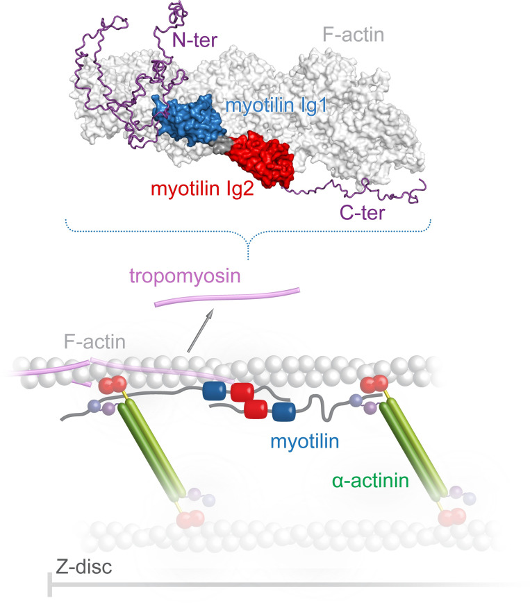 Fig 6