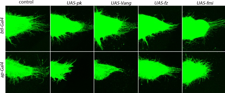 Figure 2—figure supplement 1.