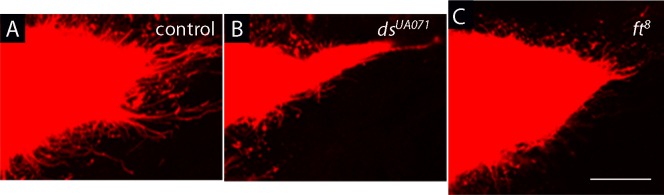 Figure 1—figure supplement 1.