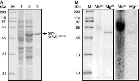 Fig. 8