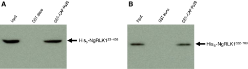 Fig. 7