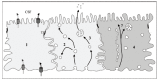 Fig. (2)
