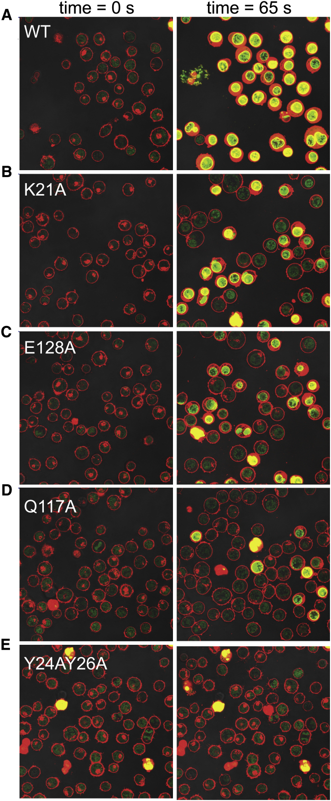 Figure 4