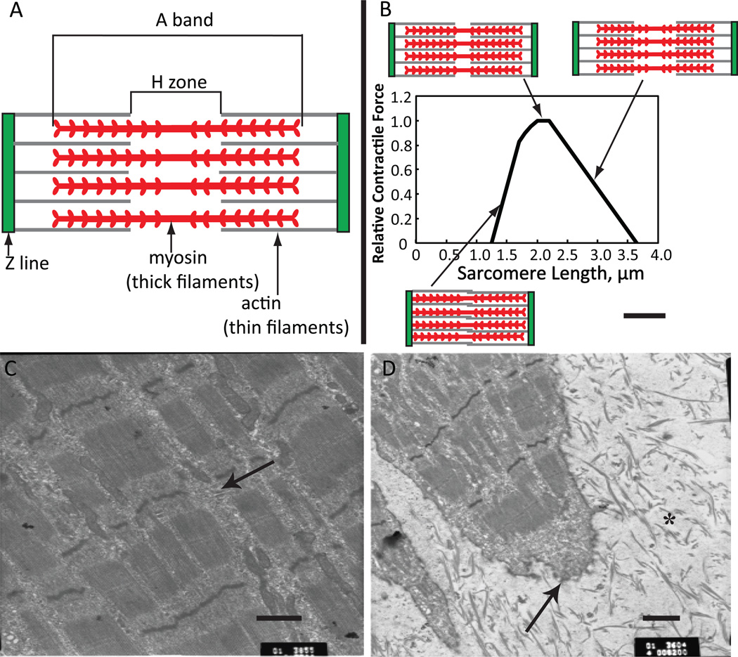 Physiology And Metabolism Of Tissue Engineered Skeletal Muscle - Pmc