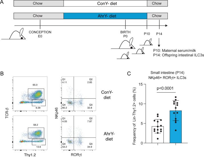 Timeline and flow cytometry compare effects of ConY and AhrY diets on mice offspring, highlighting increased frequency of immune cells in small intestine for the AhrY diet group, with significant differences depicted.