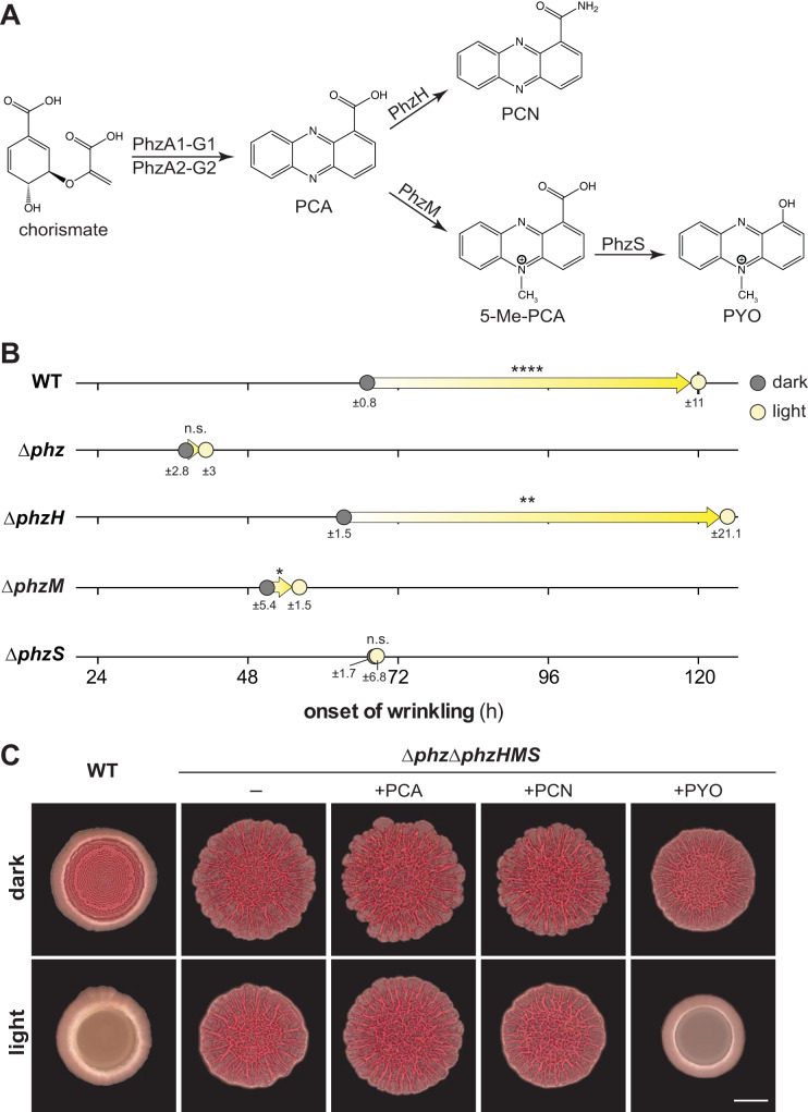 FIG 2