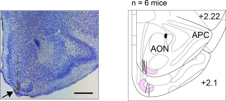 Figure 3—figure supplement 1.