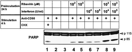 FIG. 5.