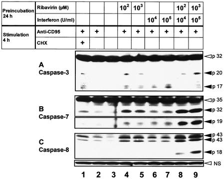 FIG. 8.