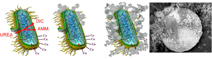 Fig. 3