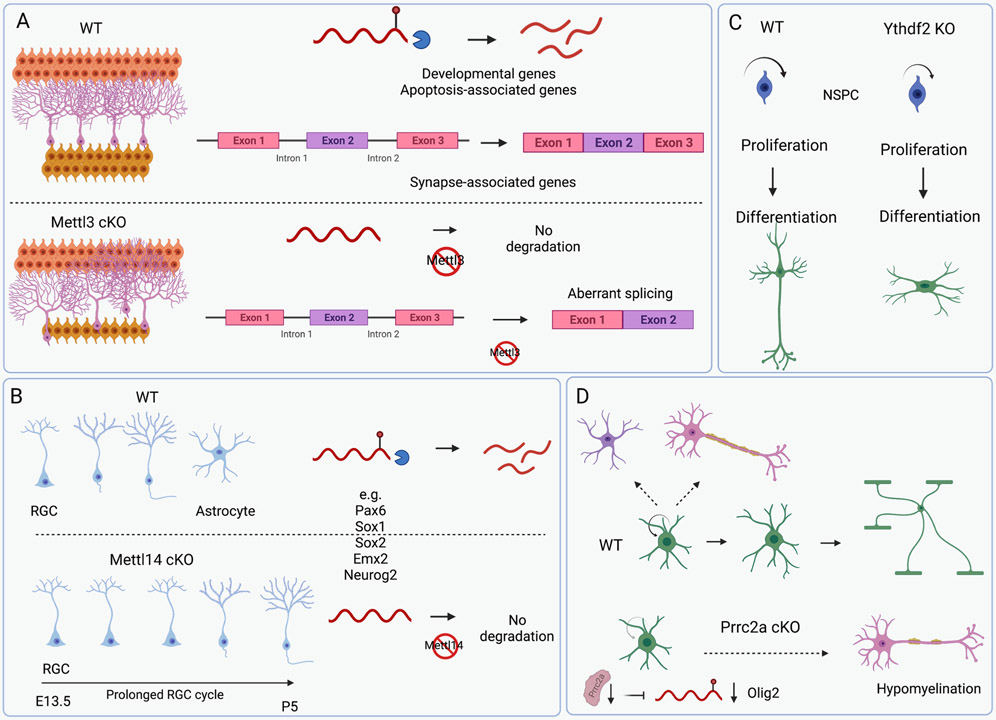 Figure 2: