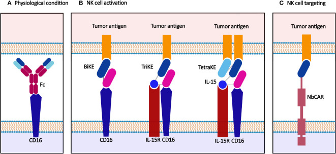Figure 4
