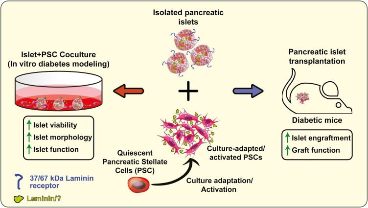 Graphical Abstract