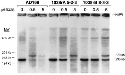 FIG. 5