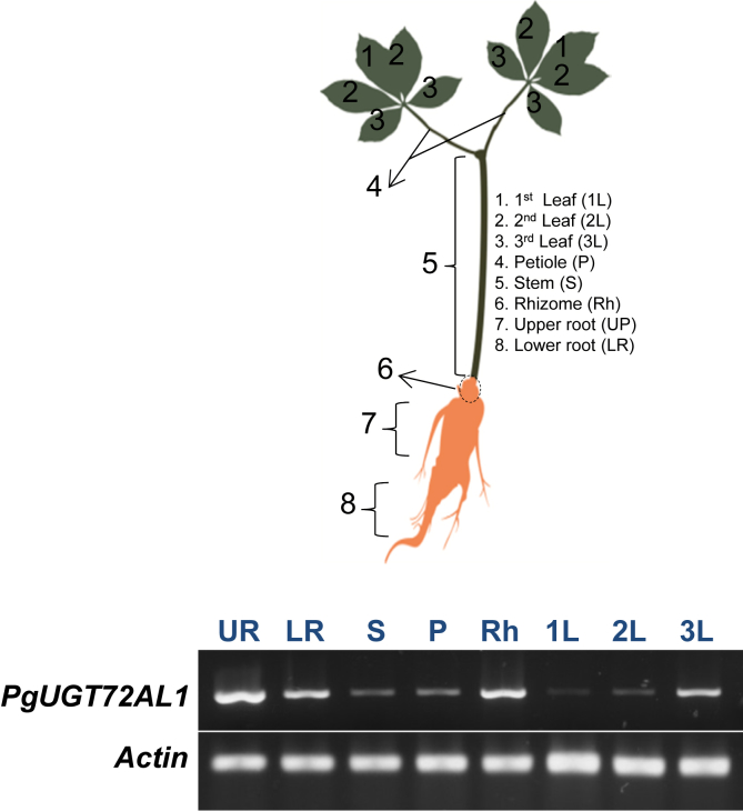 Fig. 2