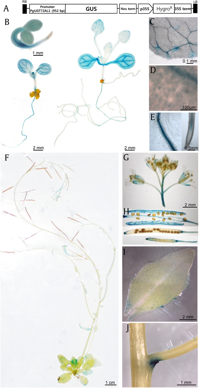 Fig. 4