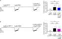 Figure 8—figure supplement 1.