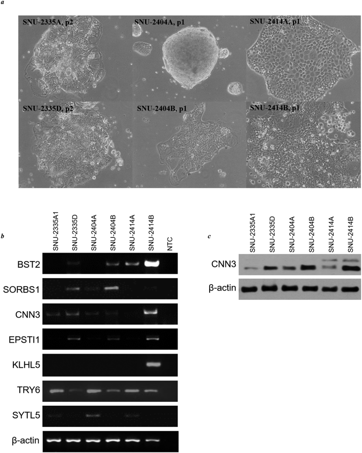 Supplementary Figure 3