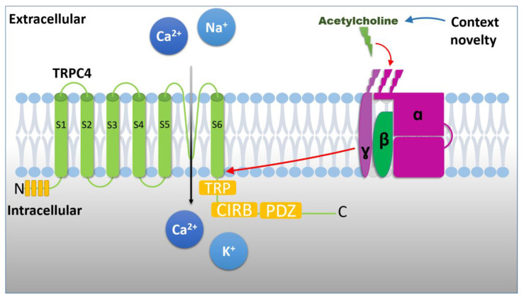 Figure 5