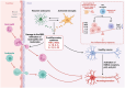 Diagram illustrating inflammation's effect on the brain. Neutrophils and leukocytes infiltrate through a damaged blood-brain barrier, leading to reactive astrocytes and activated microglia. Proinflammatory cytokines escalate, enhancing the pro-inflammatory response. Microglia shift from M0 to M1 or M2 states, contributing to neuroinflammation. Healthy neurons, affected by NMDA receptor activation, undergo neurodegeneration.