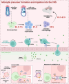 Diagram illustrating microglia precursor formation and migration into the CNS. It shows developmental stages from hemangioblasts at E6.5-7.5 to primitive macrophages migrating to the CNS by E9.5-E19. It details interactions with endothelial cells via LFA-1 and CXCR4, and neural stem cell influence through CXCL12. Insets highlight immature and mature blood-brain barrier structures, including interactions with astrocytes, pericytes, and endothelial cells. The process showcases the changes from primitive to mature stages towards E14-19, emphasizing molecular components like ZO-1, claudin, and occludin.