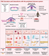 Diagram illustrating peripheral nervous system (PNS) formation and interactions with the peripheral immune system. It includes gene involvement, neural crest cell delamination, and the influence on migration and localization. The recruitment of immune cells and Schwann cells during nerve injury is shown in stages, highlighting roles of macrophages and repair processes.