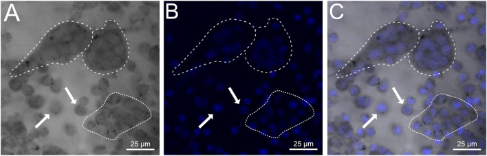 FIGURE 3