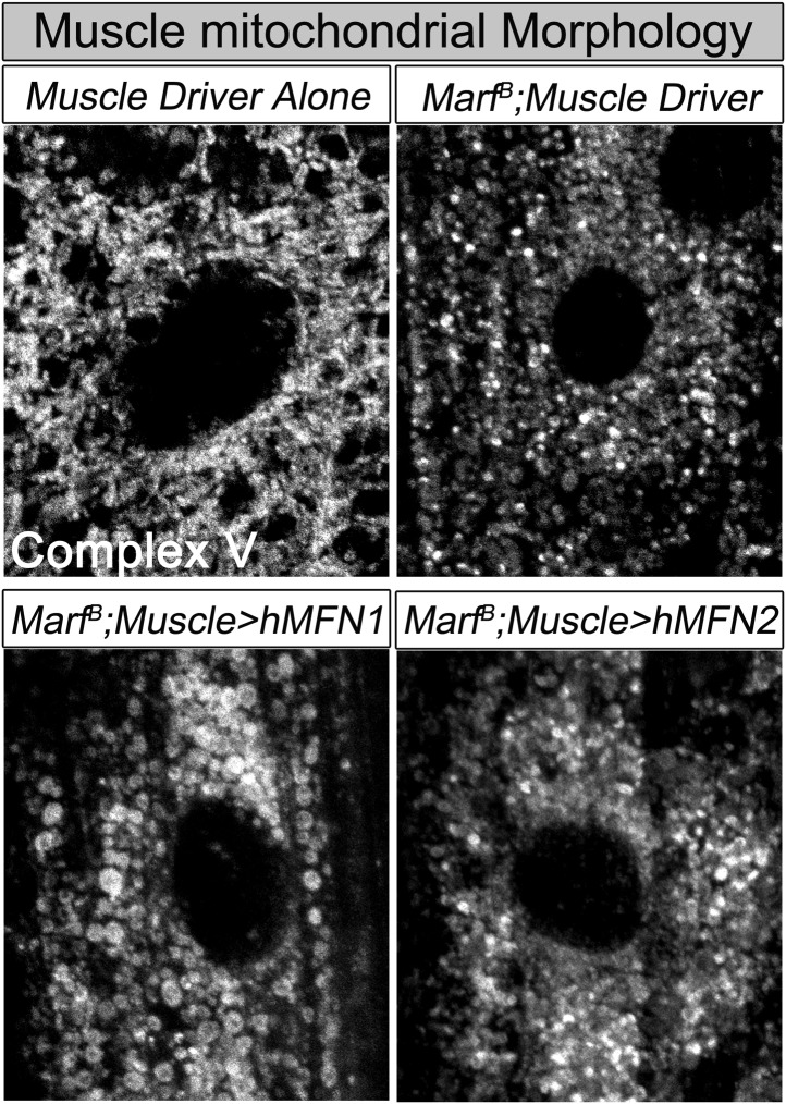 Figure 7—figure supplement 2.